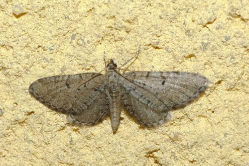 Réf. 232 082 : Eupithecia intricata